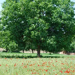 physiotherapie-schmid-54232-image